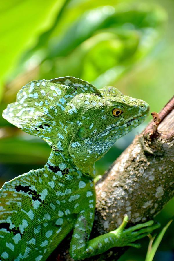 Hotel Casa Turtle Bogue Tortuguero Zewnętrze zdjęcie